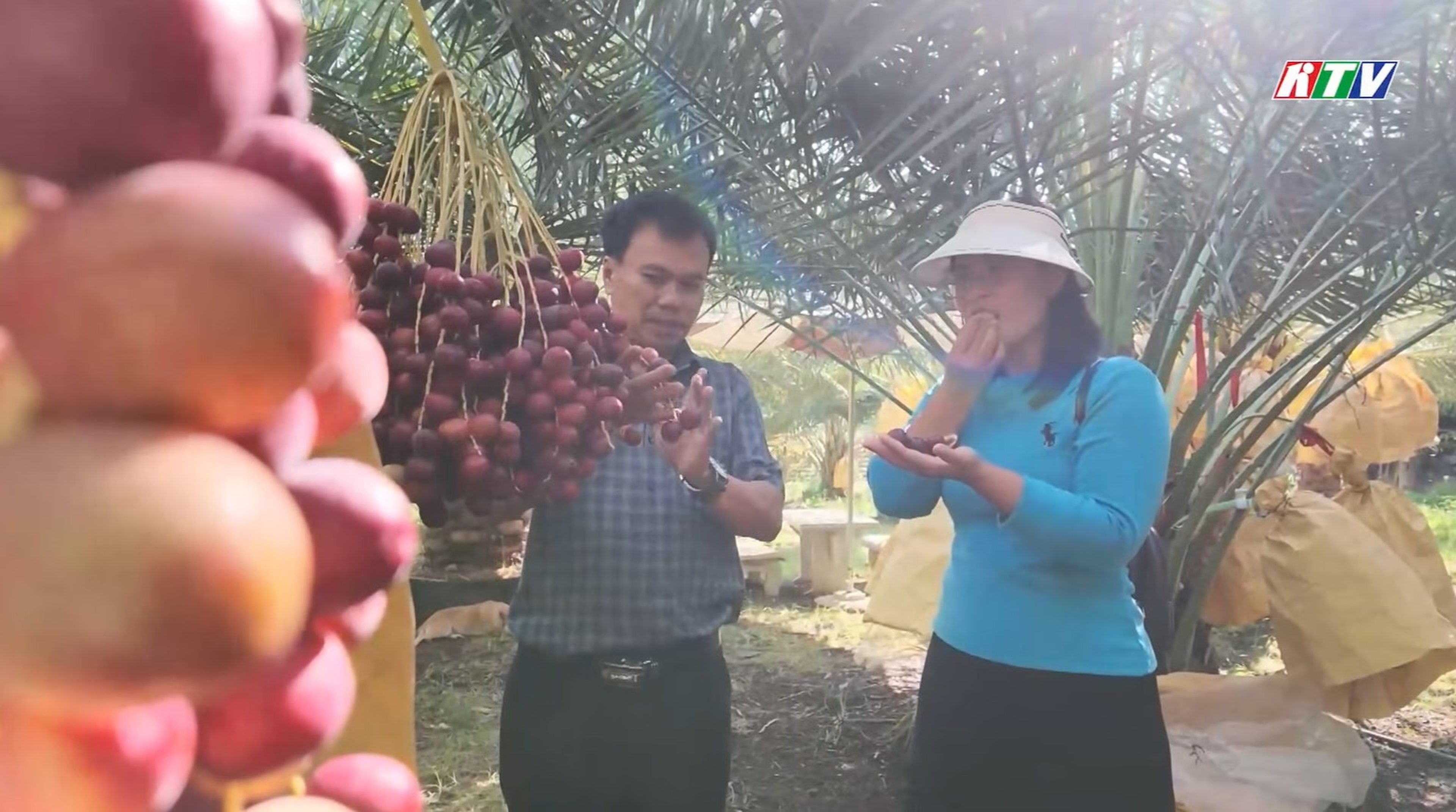 Khám Phá Vườn Chà Là Chín Rộ Độc Đáo Tại Khánh Hòa - Hình 1